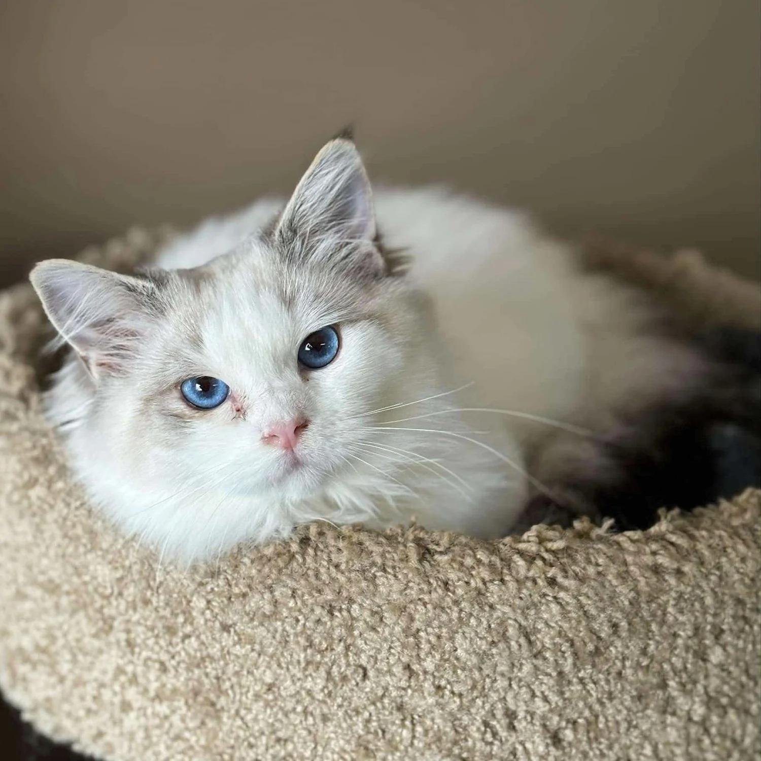 Talvi, an adoptable Ragdoll in Abbotsford, BC, V3G 2L5 | Photo Image 2