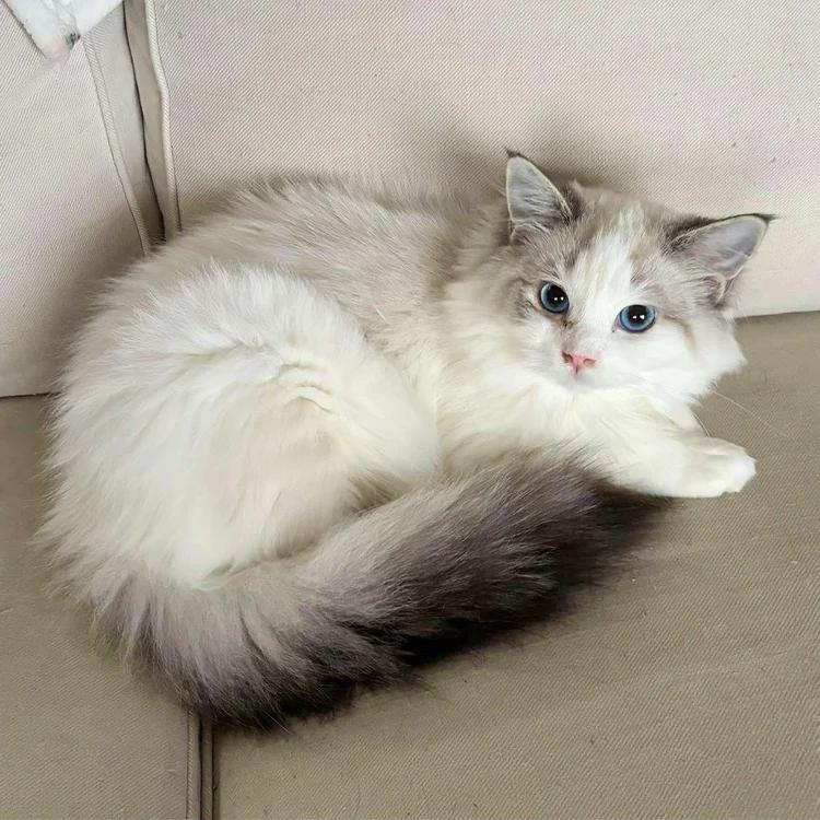 Talvi, an adoptable Ragdoll in Abbotsford, BC, V3G 2L5 | Photo Image 1