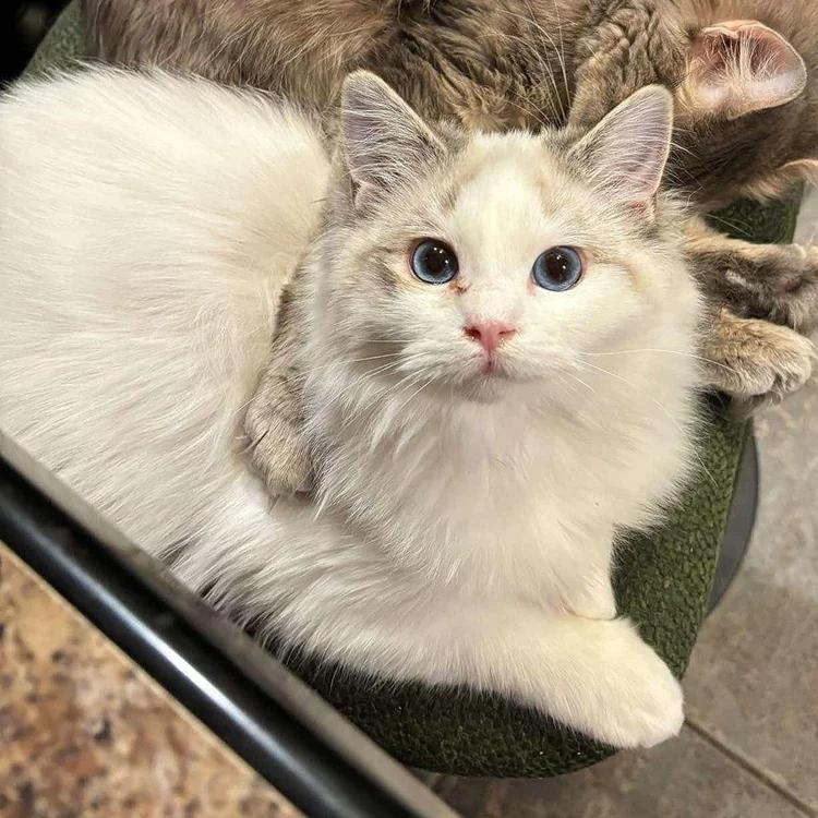 Talvi, an adoptable Ragdoll in Abbotsford, BC, V3G 2L5 | Photo Image 3