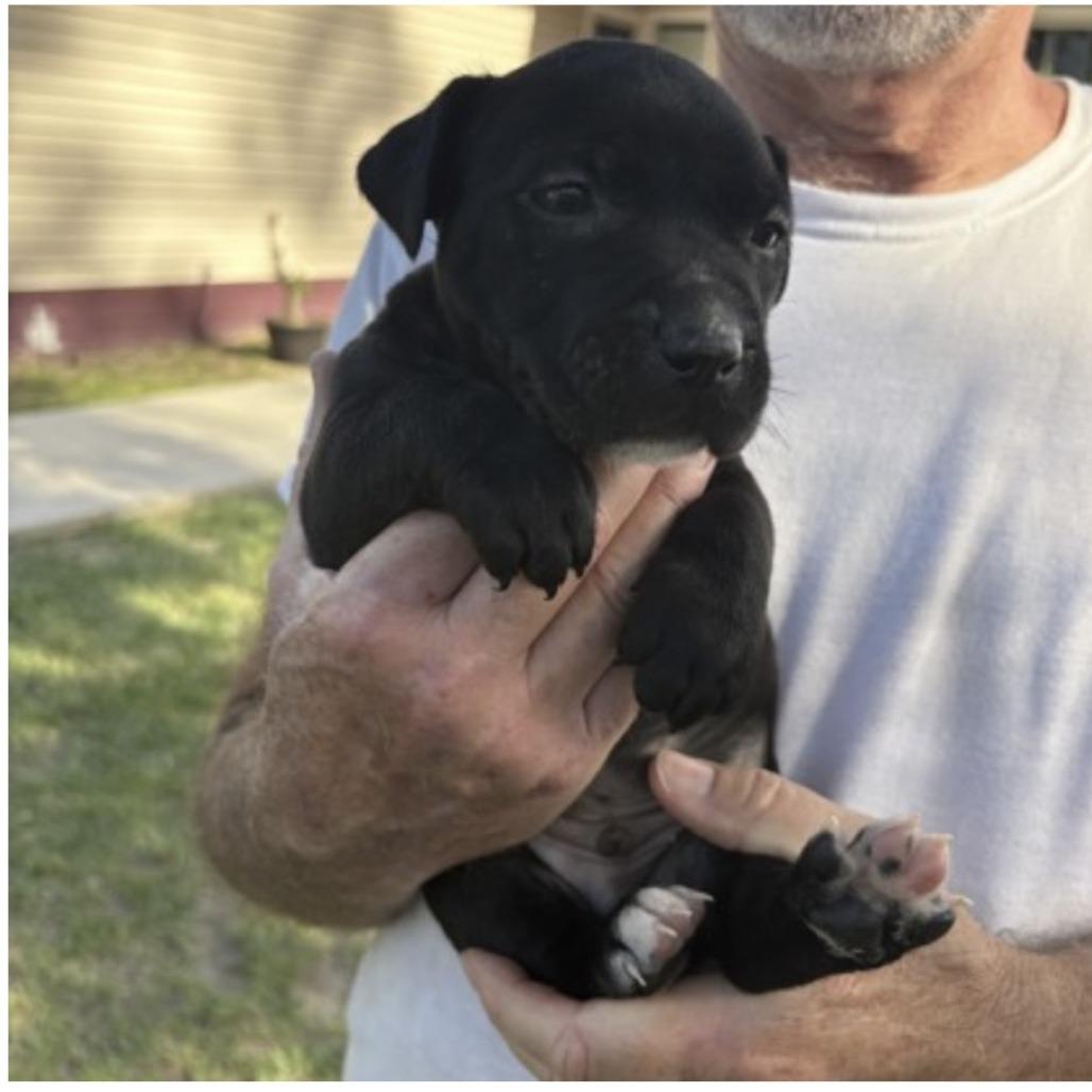 Tux, Adoptable, Puppy Male Terrier & American Staffordshire Terrier.