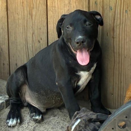 Enlarge Tux, a Adoptable mixed breed in Morriston, FL image 2/6