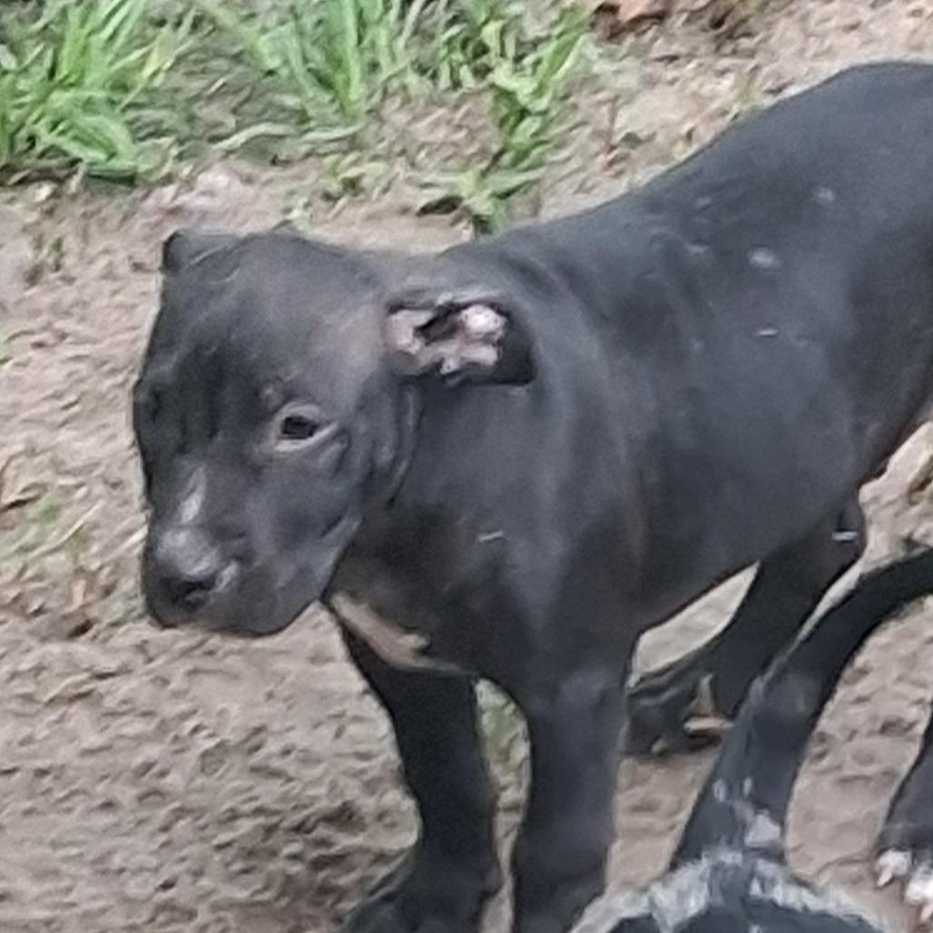 Enlarge Tux, a Adoptable mixed breed in Morriston, FL image 6/6