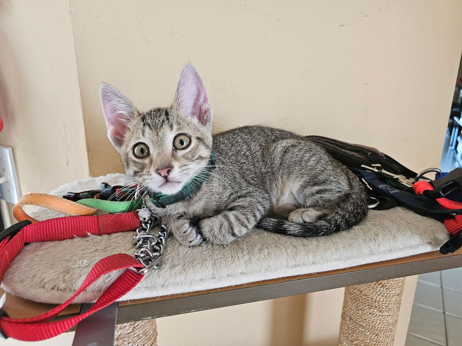 Enlarge Eleanor, a Adopted Domestic Short Hair in Naples, FL image 1/1