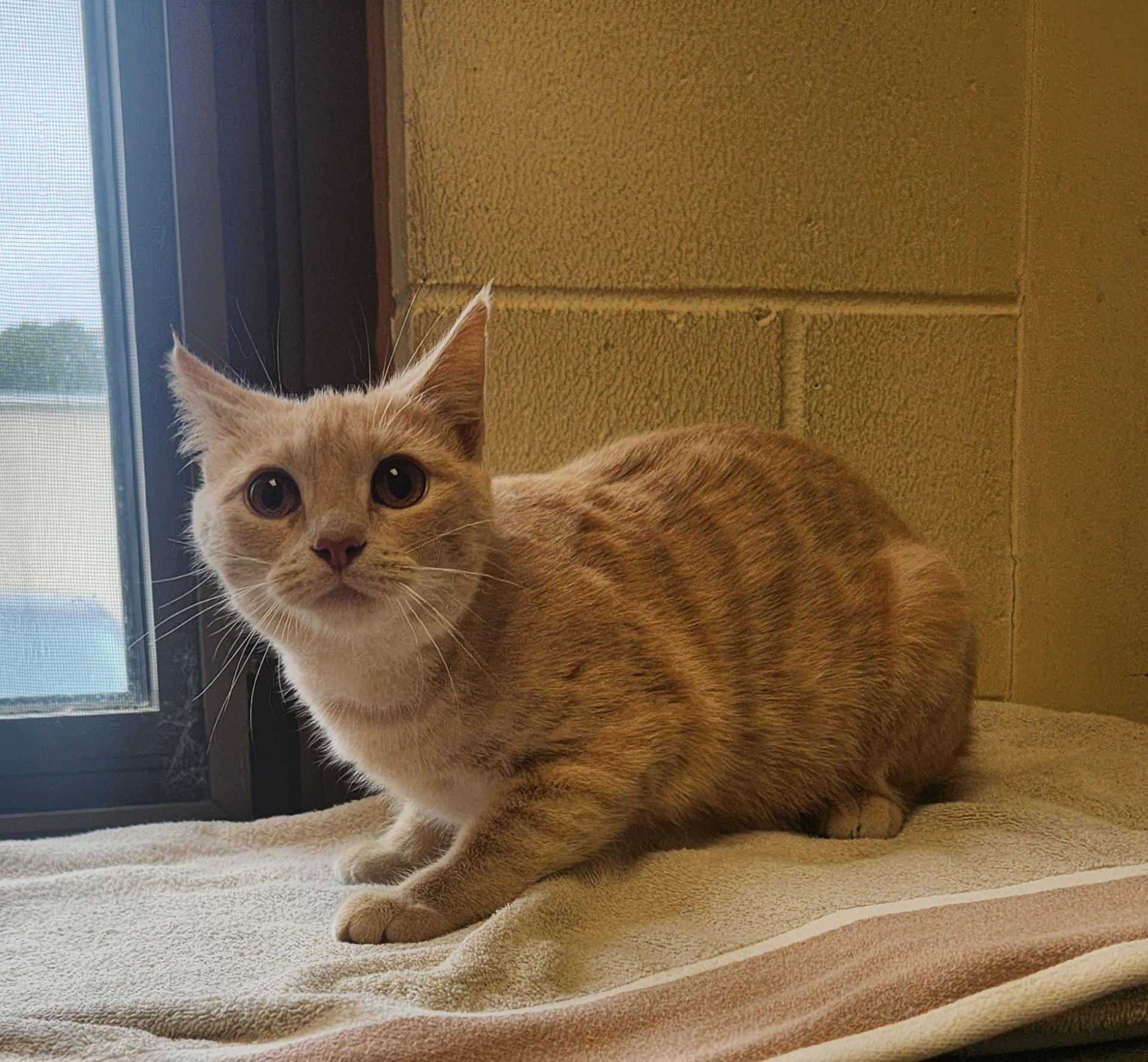 Enlarge Marigold, a Adoptable Domestic Short Hair in Clayton, NJ image 1/1