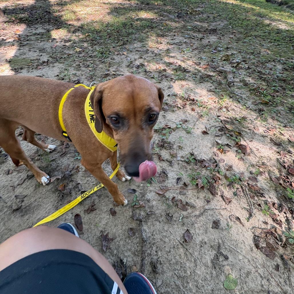 Enlarge Tooty 9494, a Adoptable Mixed Breed in Columbus, GA image 2/6