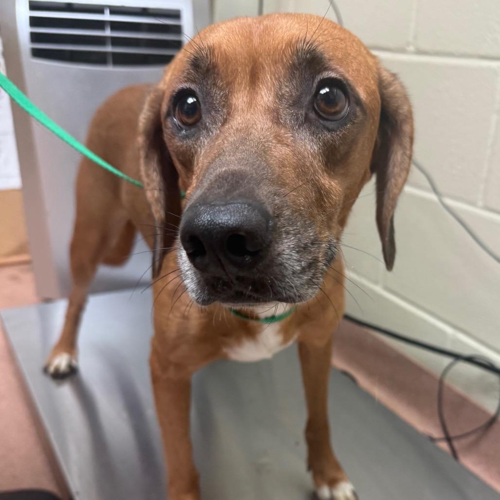 Enlarge Tooty 9494, a Adoptable Mixed Breed in Columbus, GA image 4/6