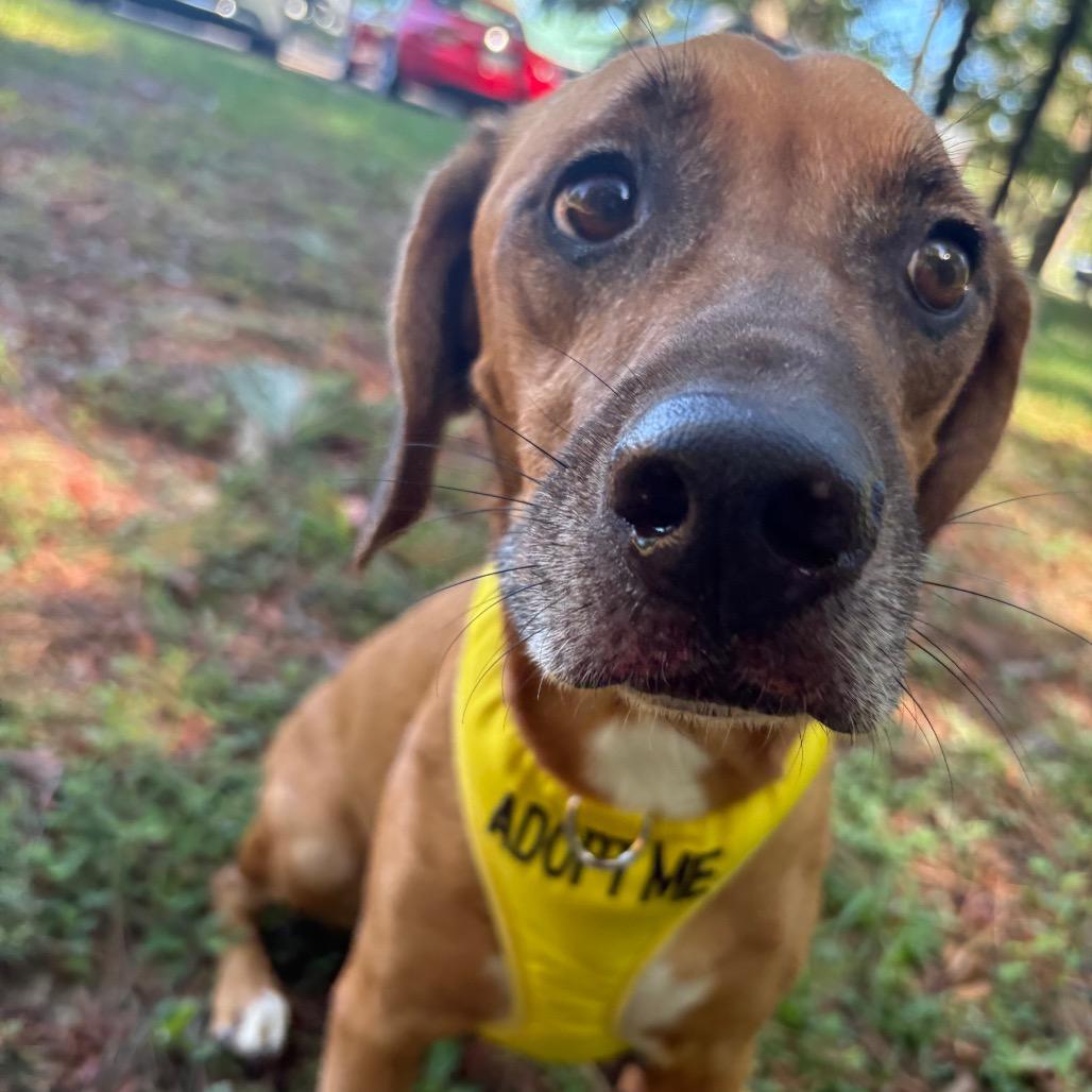 Enlarge Tooty 9494, a Adoptable Mixed Breed in Columbus, GA image 5/6