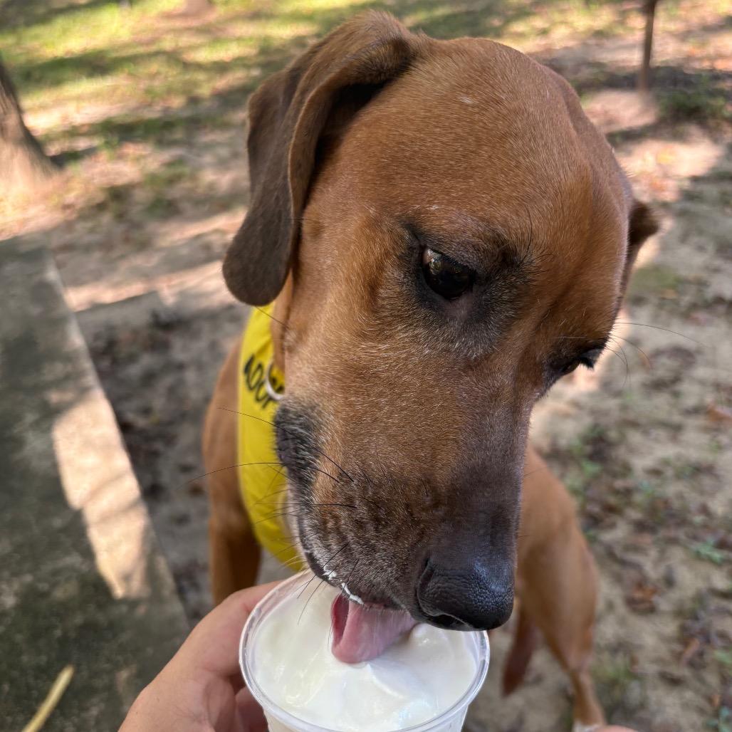 Enlarge Tooty 9494, a Adoptable Mixed Breed in Columbus, GA image 6/6