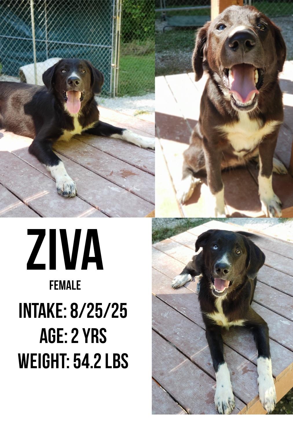 Enlarge Ziva, a Adoptable mixed breed in Staffordsville, KY image 1/1