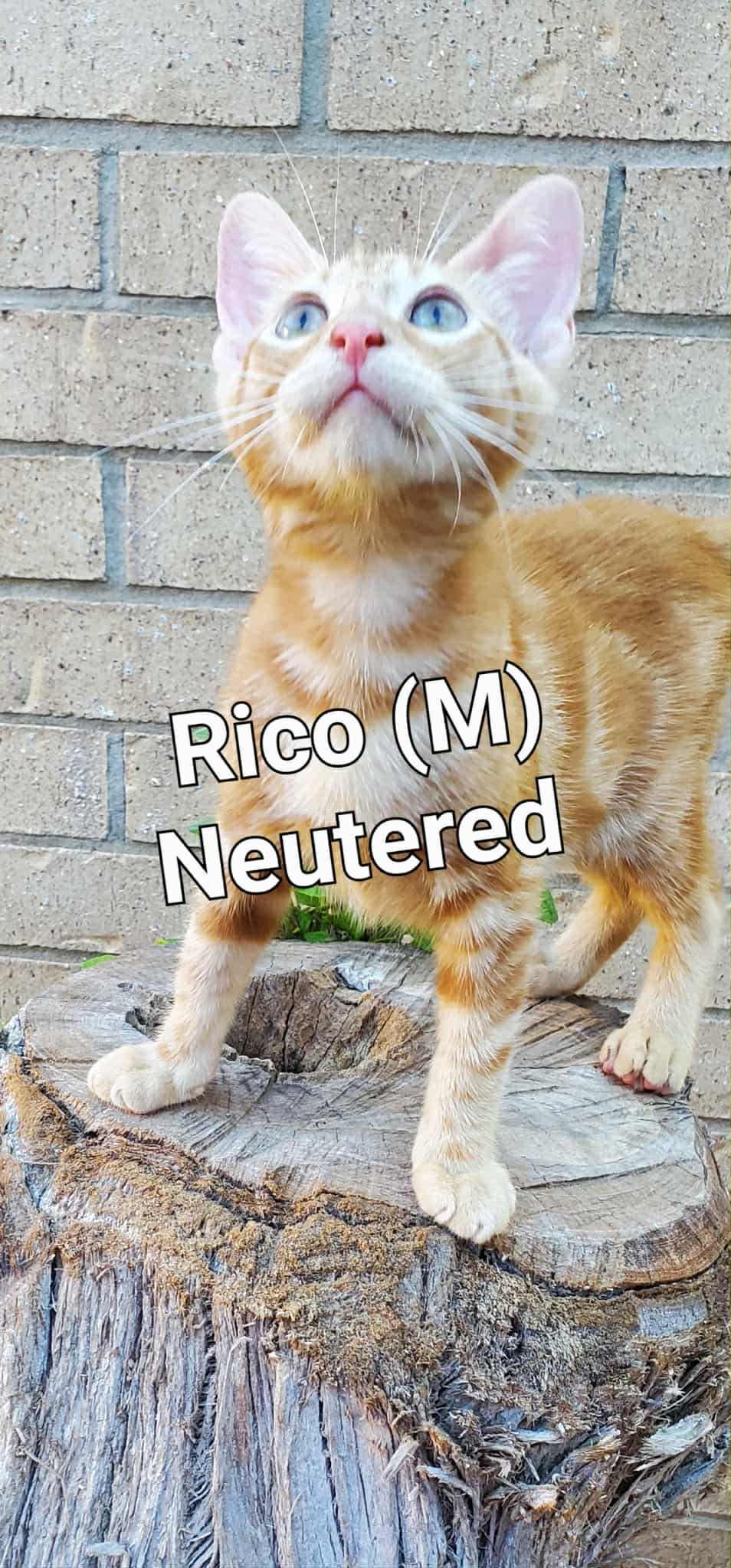 Rico