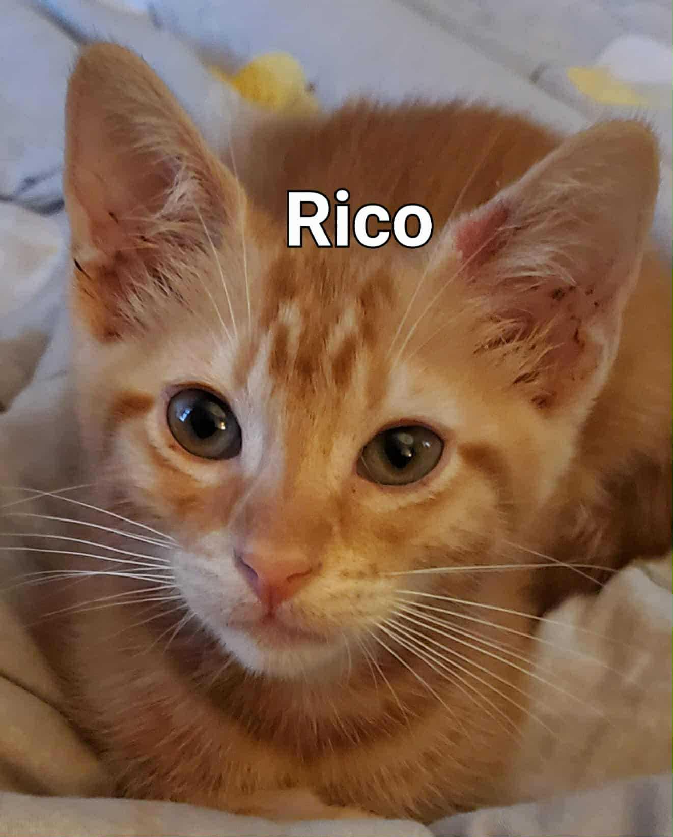 Rico