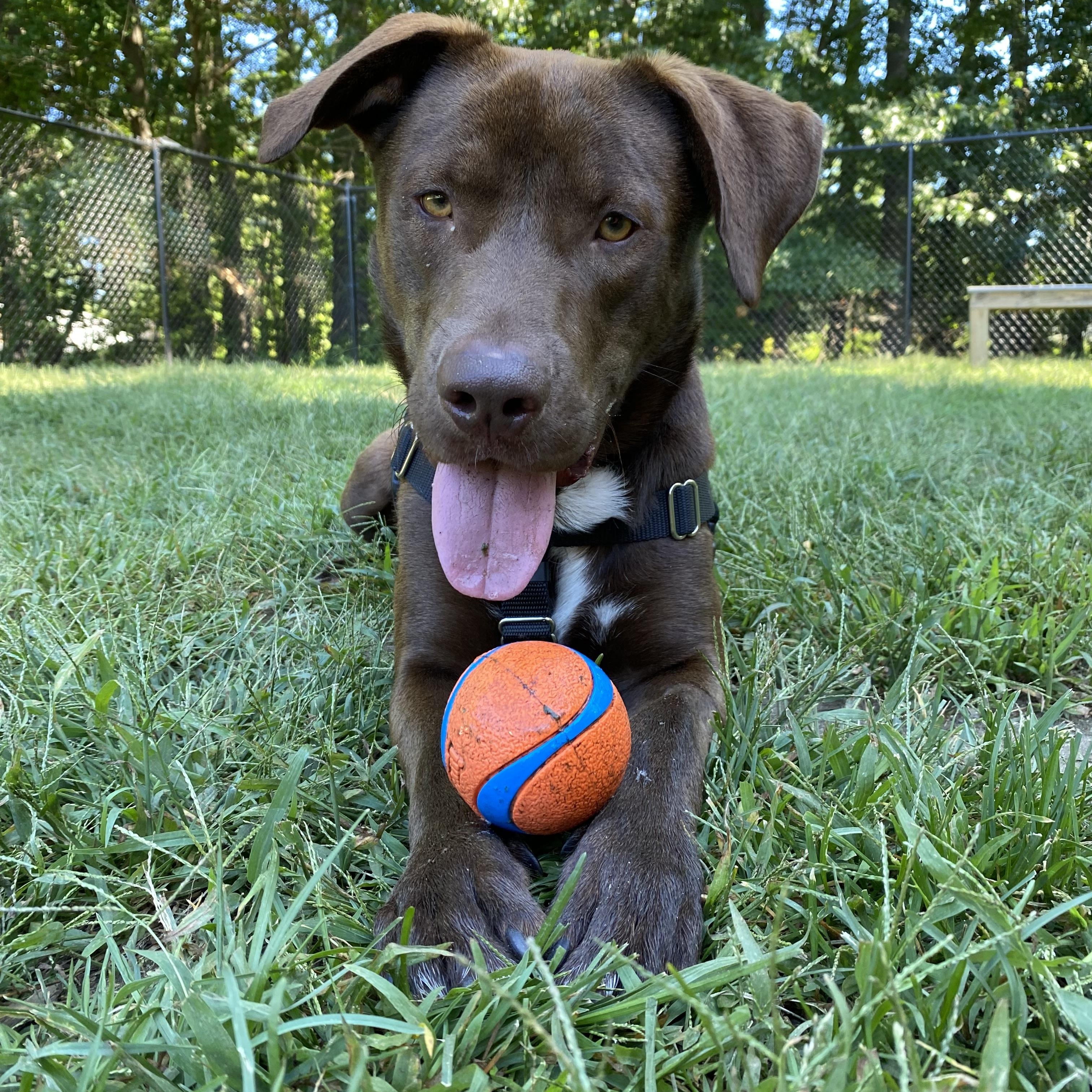 Enlarge Gunnar, a Adoptable mixed breed in Hollis, NH image 5/5