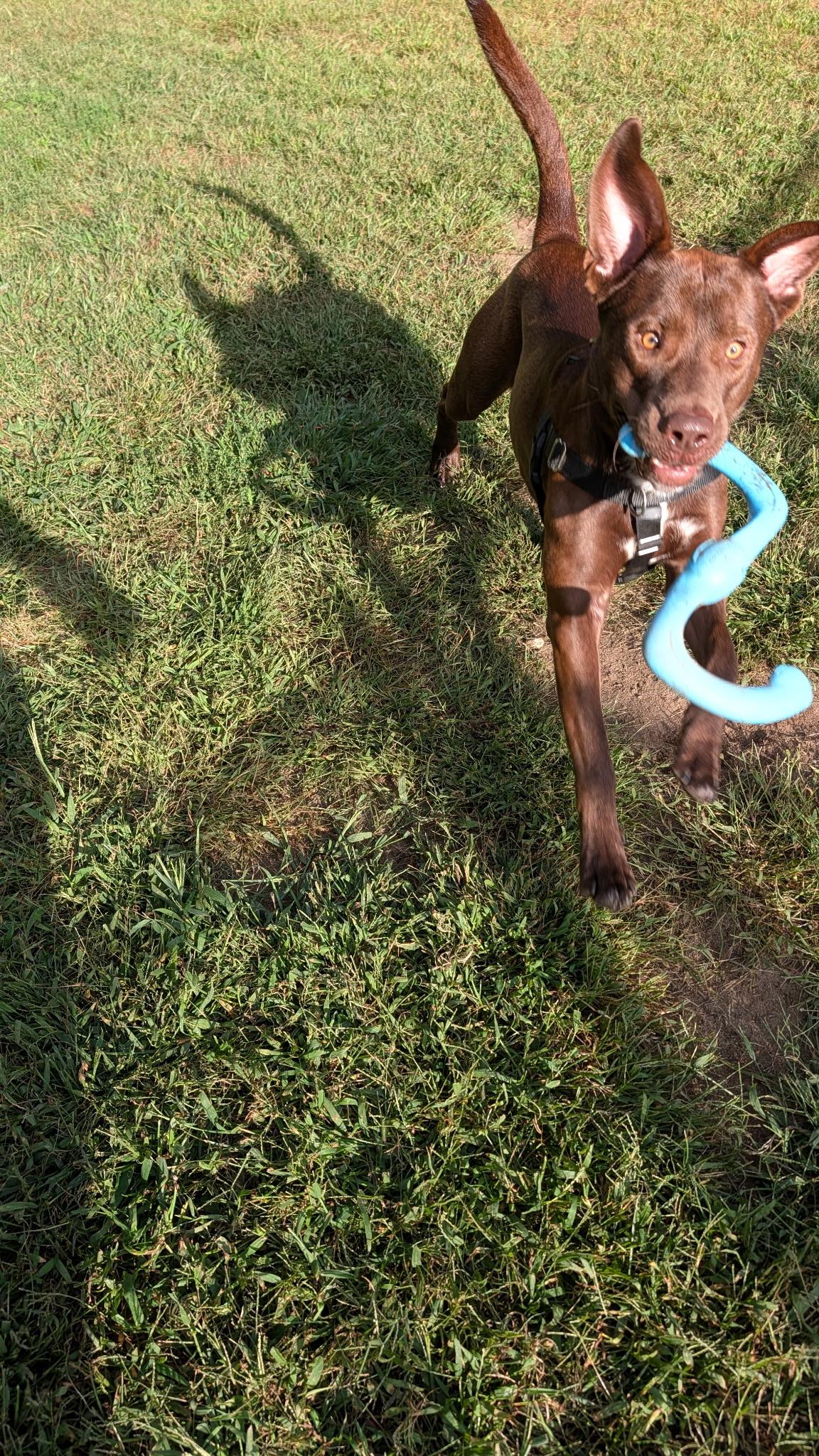 Enlarge Gunnar, a Adoptable mixed breed in Hollis, NH image 2/5