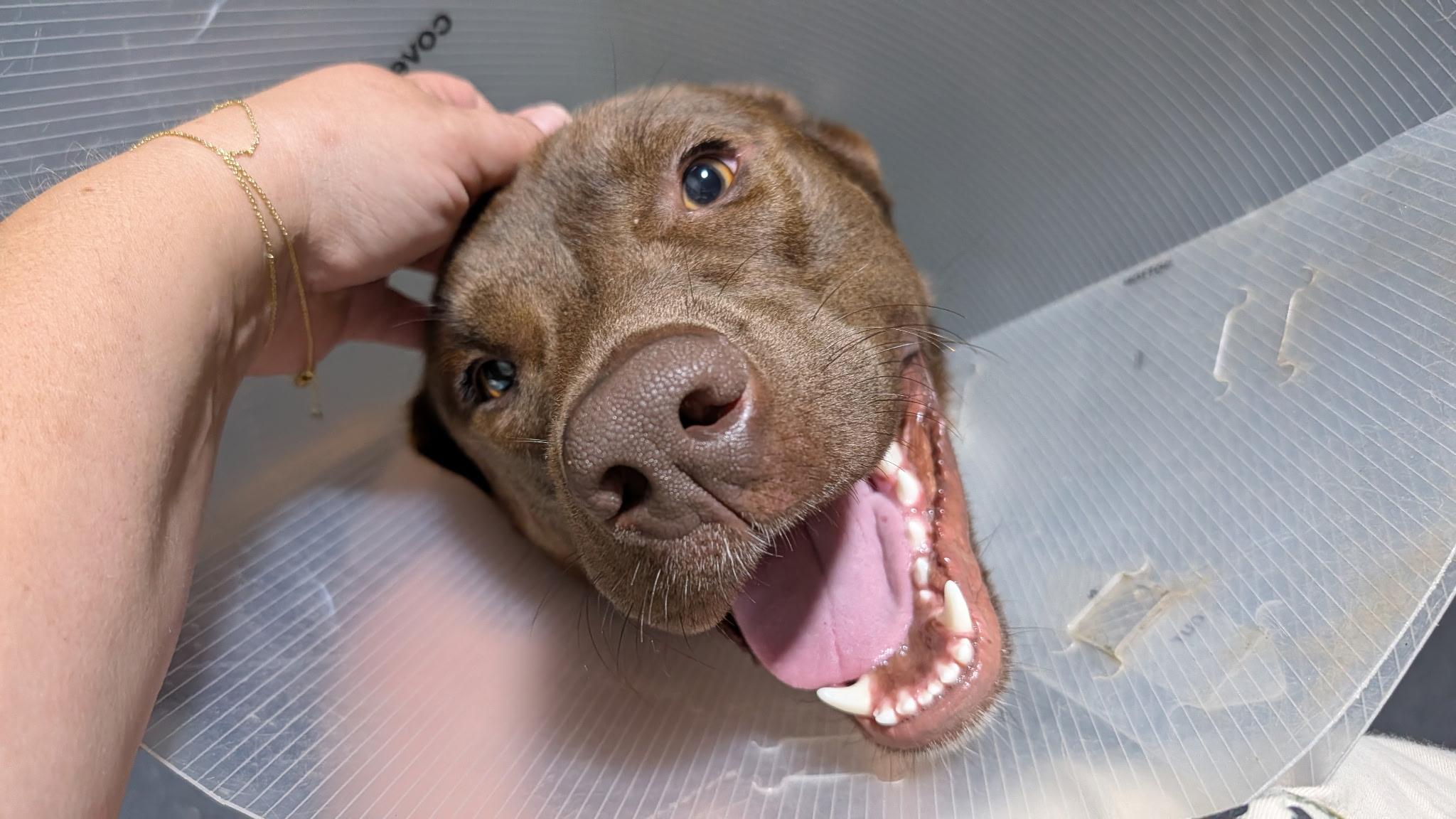 Enlarge Gunnar, a Adoptable mixed breed in Hollis, NH image 4/5
