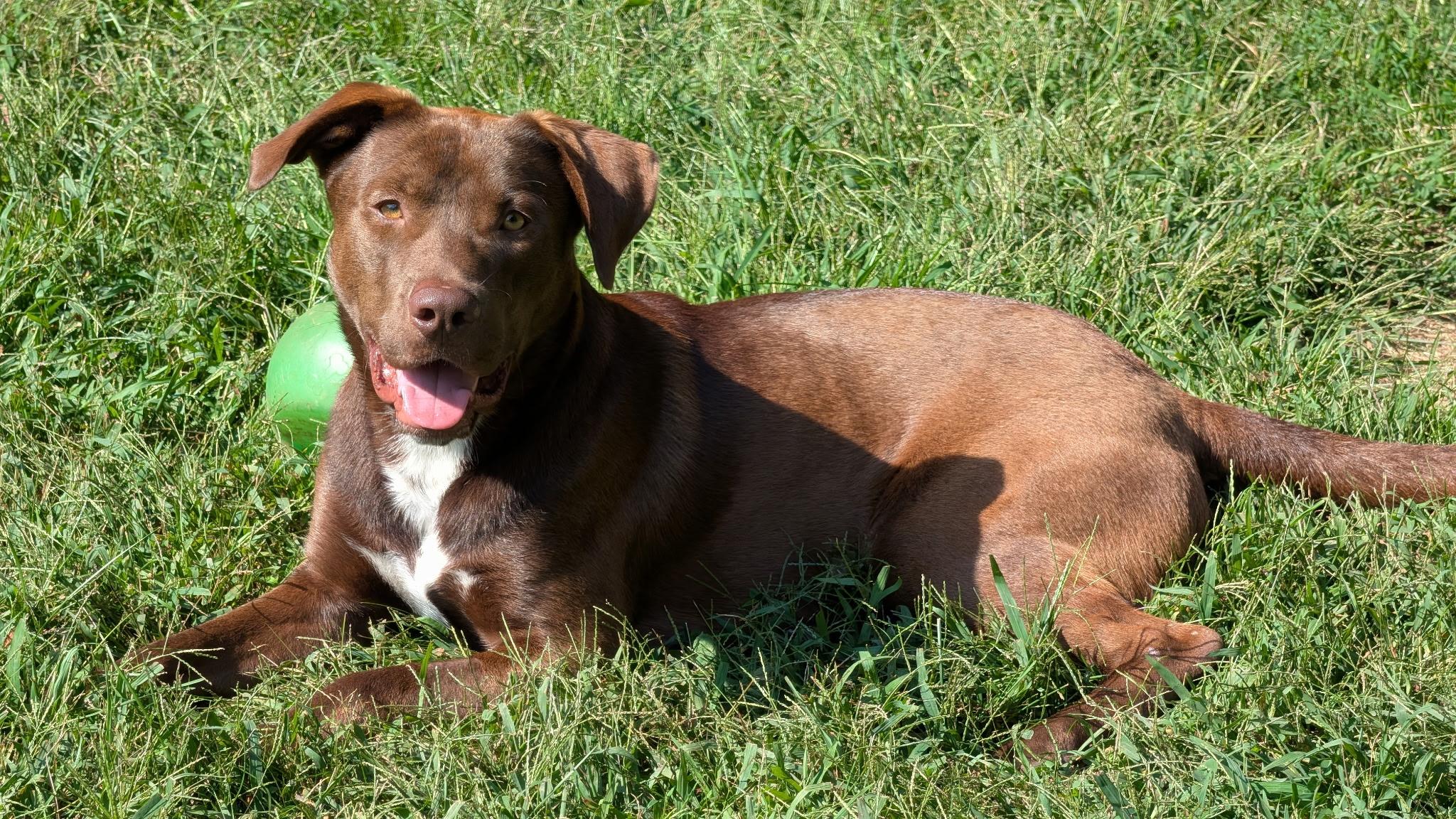 Enlarge Gunnar, a Adoptable mixed breed in Hollis, NH image 3/5