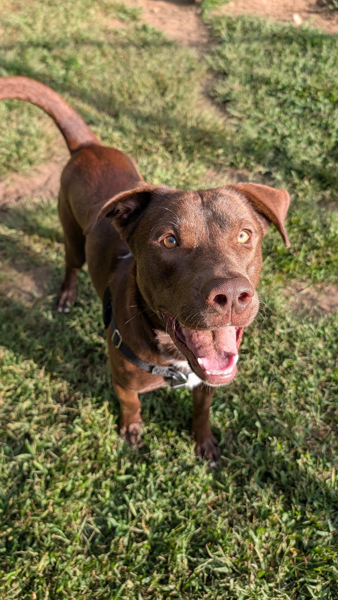 Gunnar, Adoptable, Young Male Labrador Retriever.