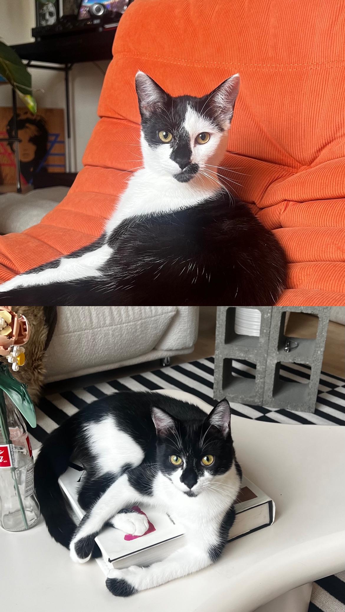 Molly bonded with Max 2