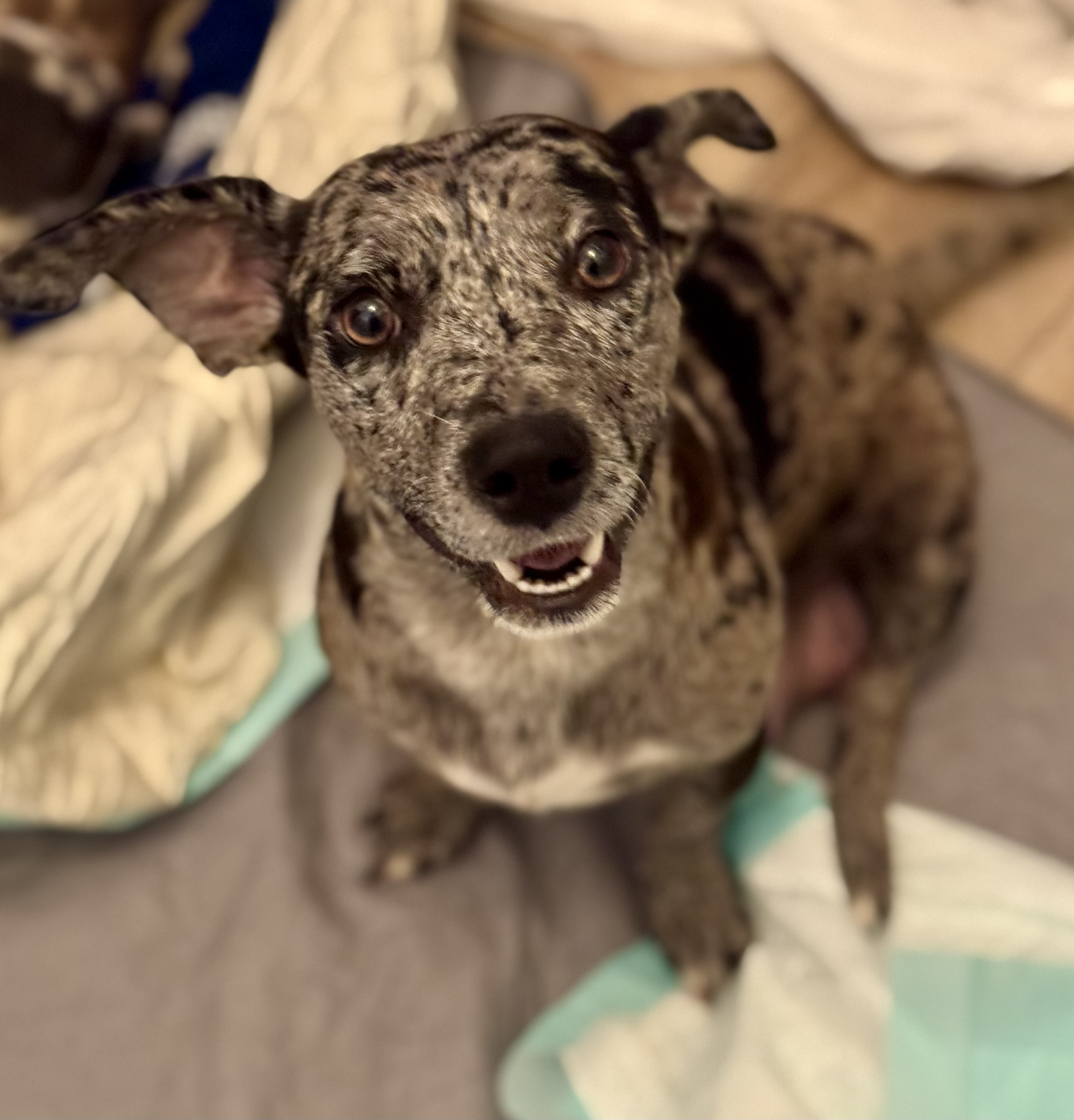 Dog for adoption Naomi, a Dachshund Mix in Panama City, FL Petfinder