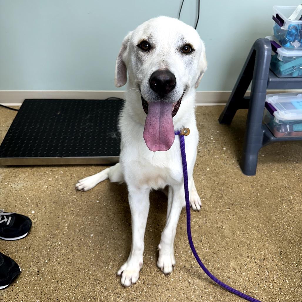 Appa, Adoptable, Adult Male Labrador Retriever & Mixed Breed.
