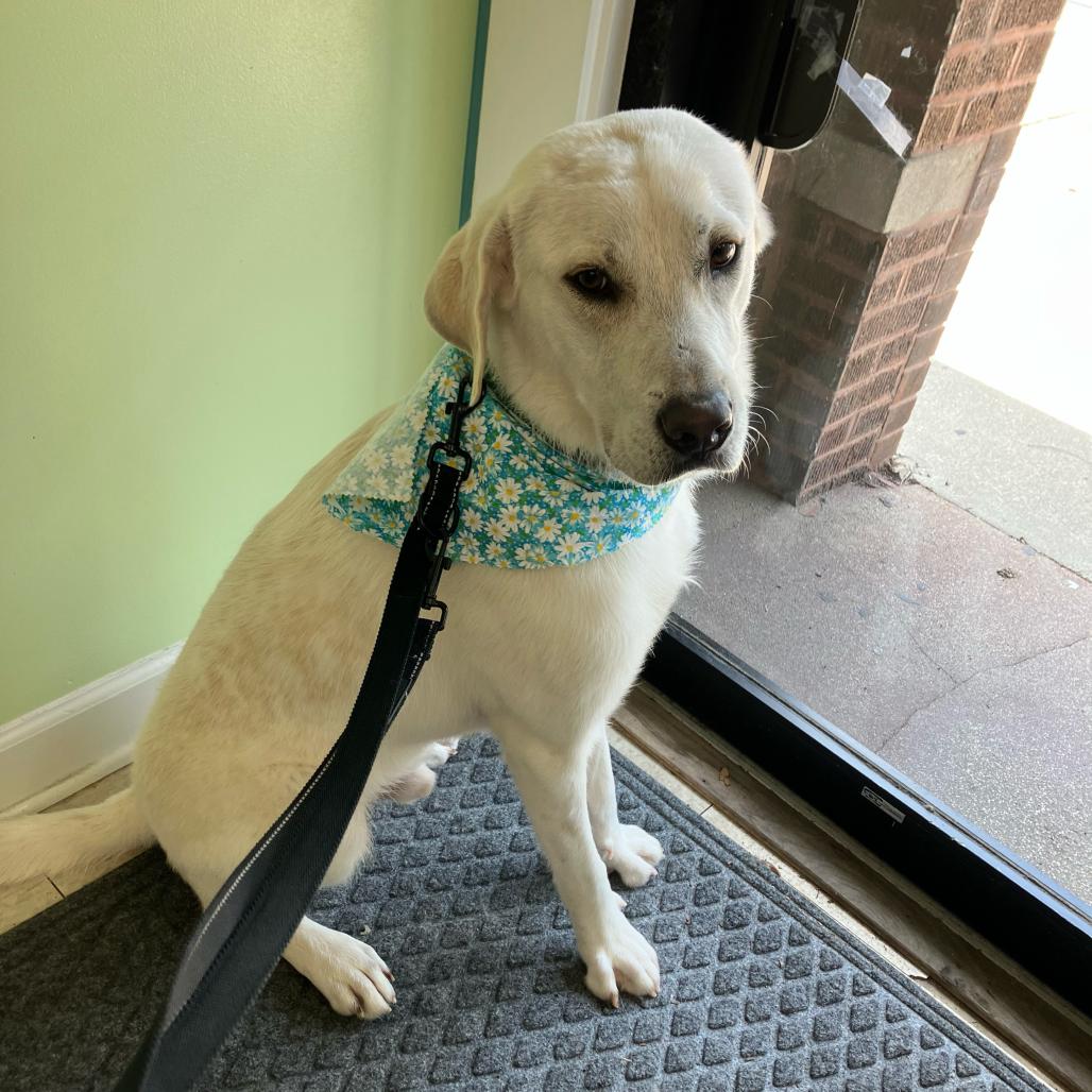 Enlarge Appa, a Adoptable mixed breed in Skokie, IL image 2/2