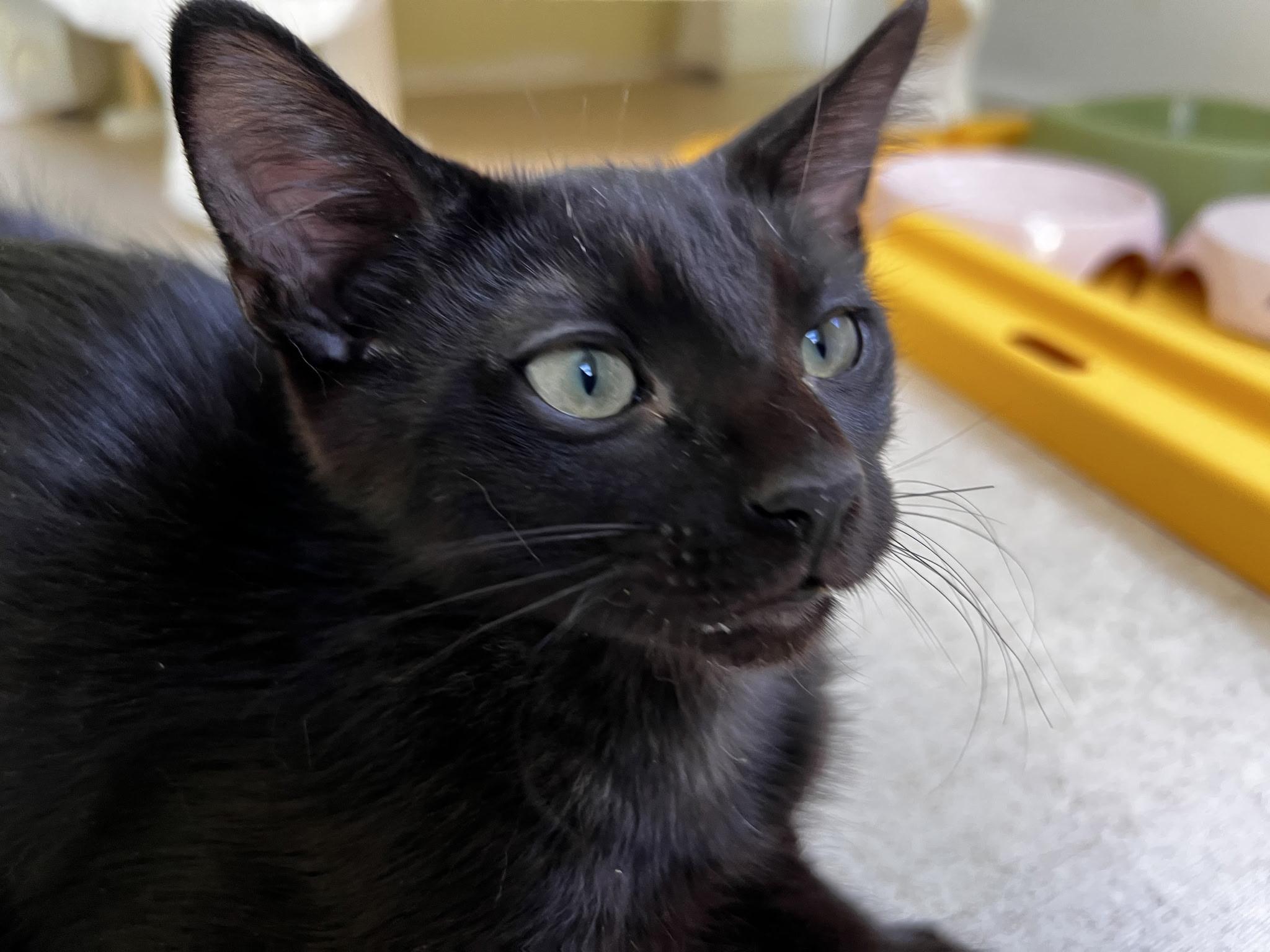 Enlarge Yamaha, a Adoptable Domestic Short Hair in Beltsville, MD image 4/6