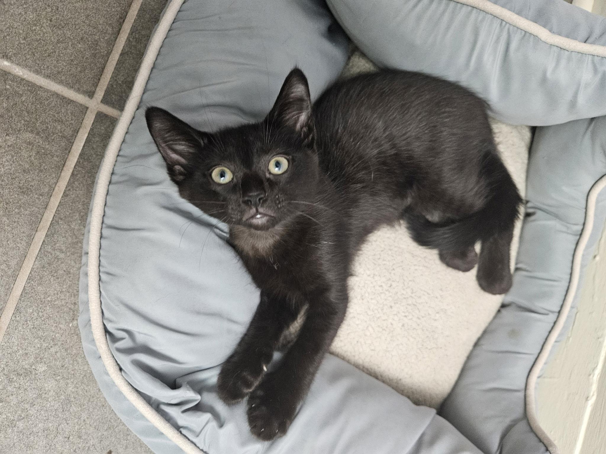 Enlarge Yamaha, a Adoptable Domestic Short Hair in Beltsville, MD image 2/6