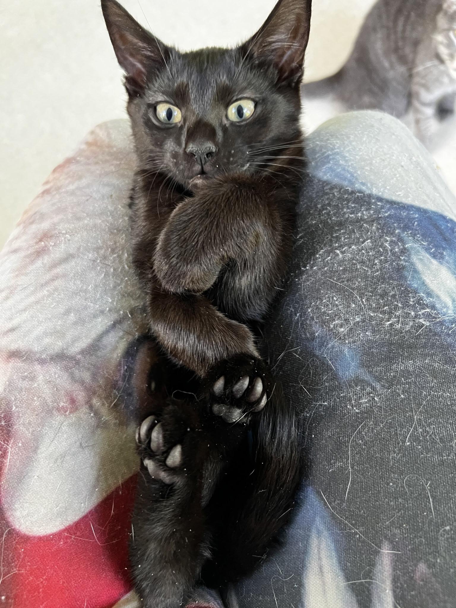 Enlarge Yamaha, a Adoptable Domestic Short Hair in Beltsville, MD image 3/6