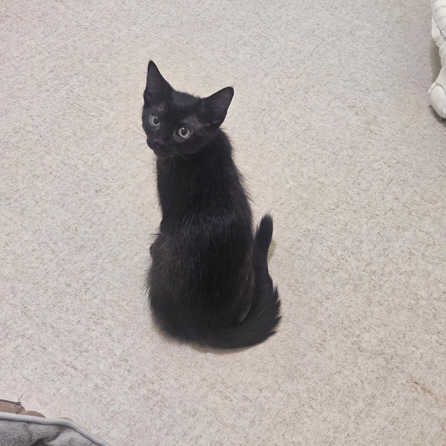Enlarge Yamaha, a Adoptable Domestic Short Hair in Beltsville, MD image 5/6
