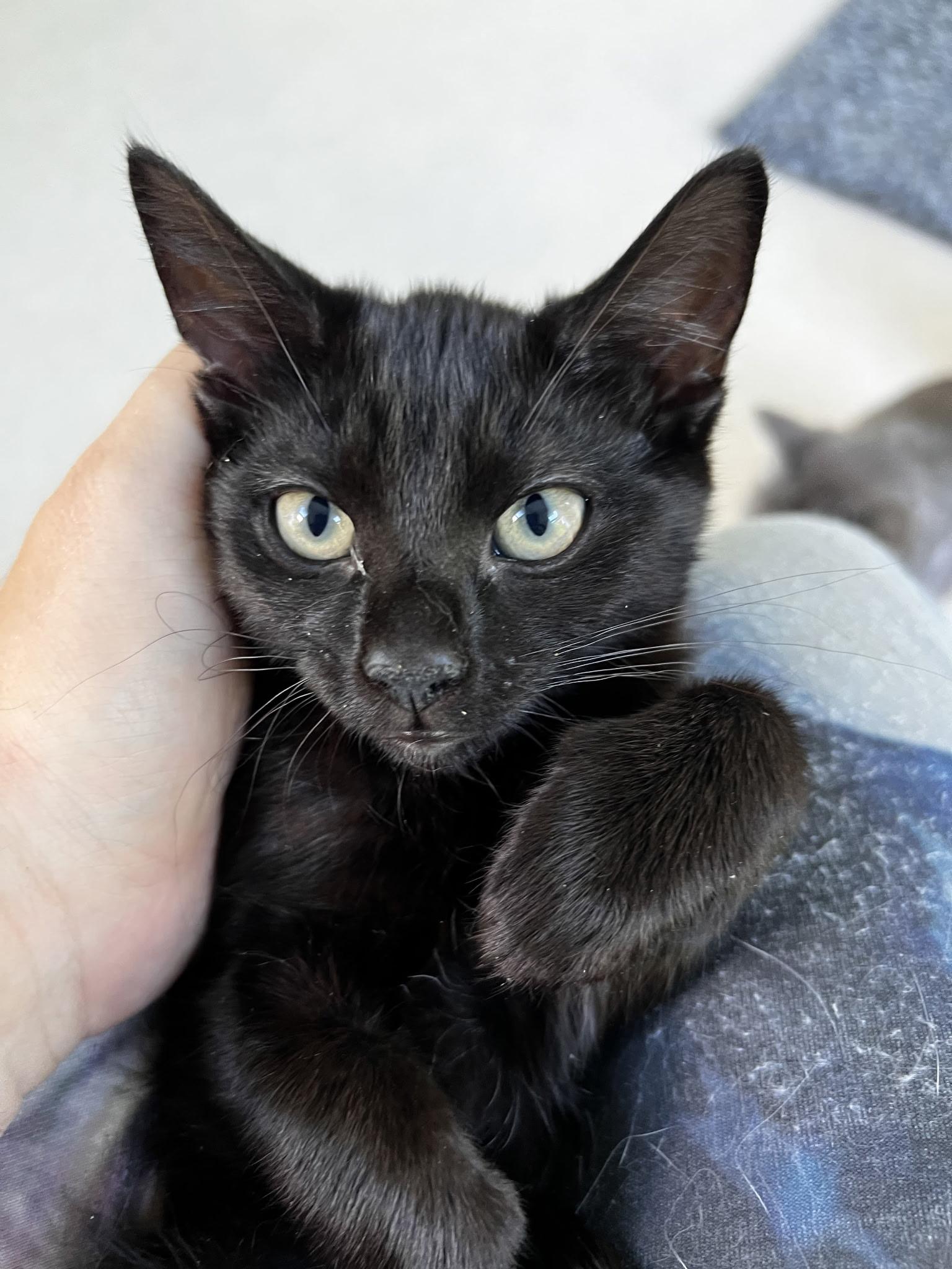 Enlarge Yamaha, a Adoptable Domestic Short Hair in Beltsville, MD image 1/6
