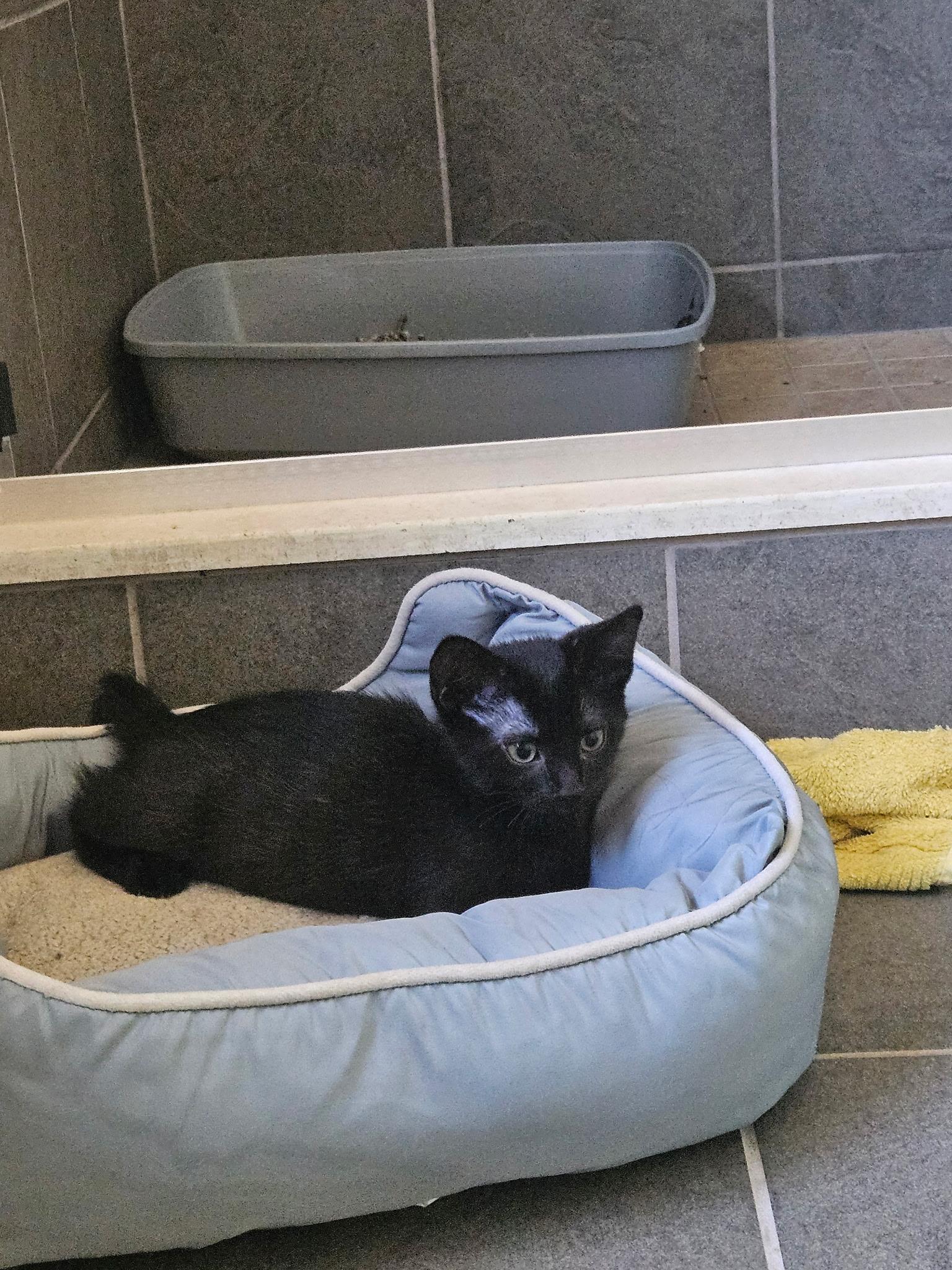 Enlarge Yamaha, a Adoptable Domestic Short Hair in Beltsville, MD image 6/6