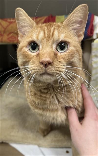 WOODY, Adoptable, Adult Male Domestic Short Hair.