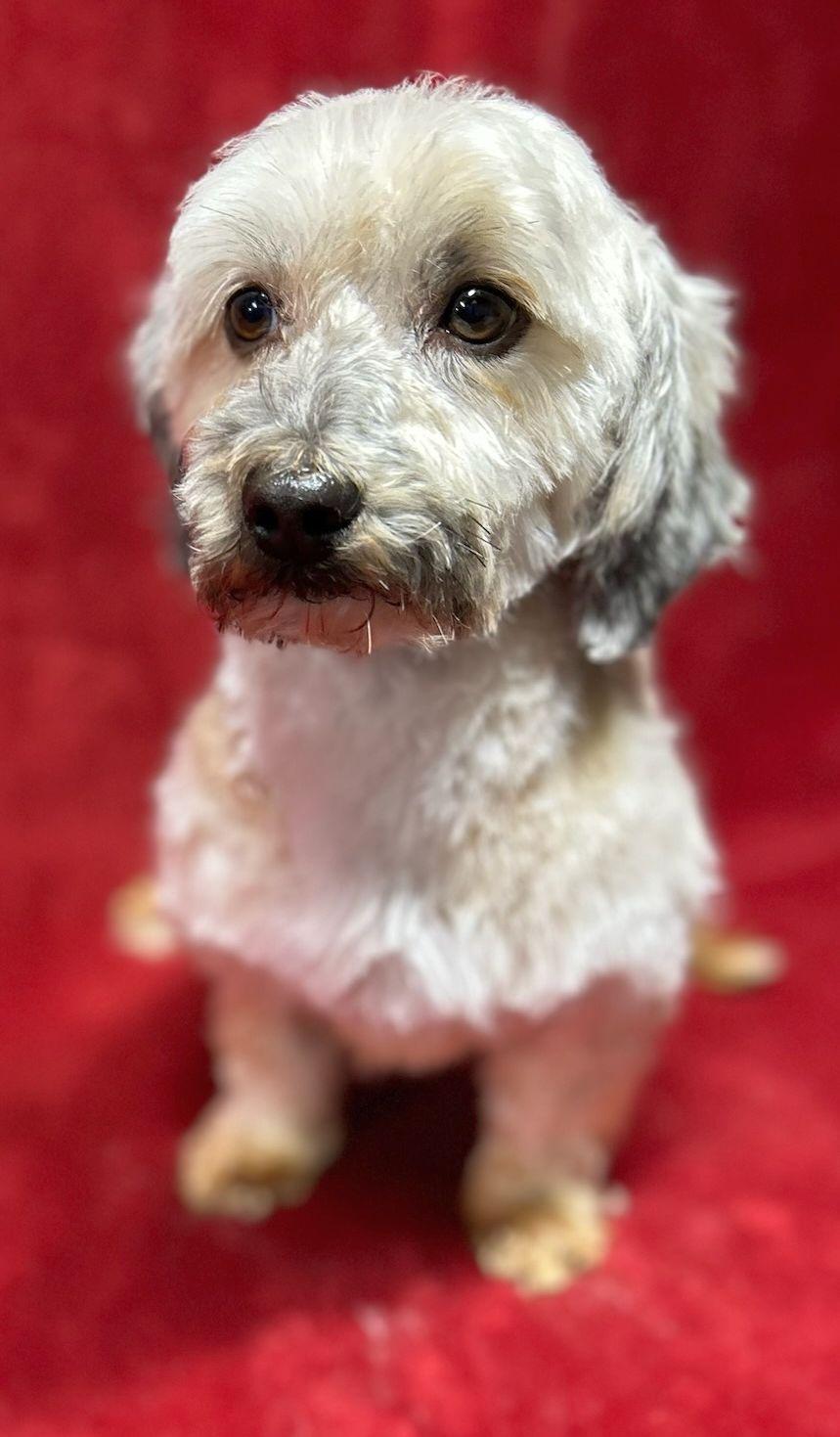 Enlarge HANNA, an adopted Havanese in Rossford, OH image 1/2