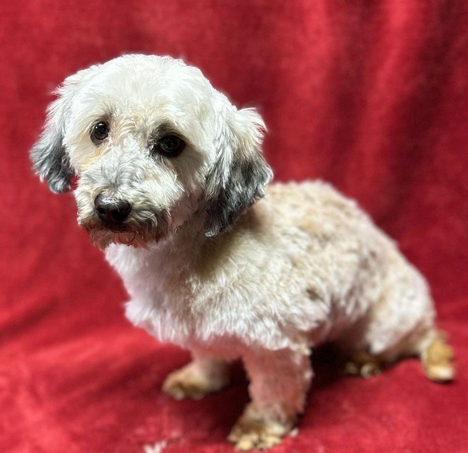 Enlarge HANNA, an adopted Havanese in Rossford, OH image 2/2