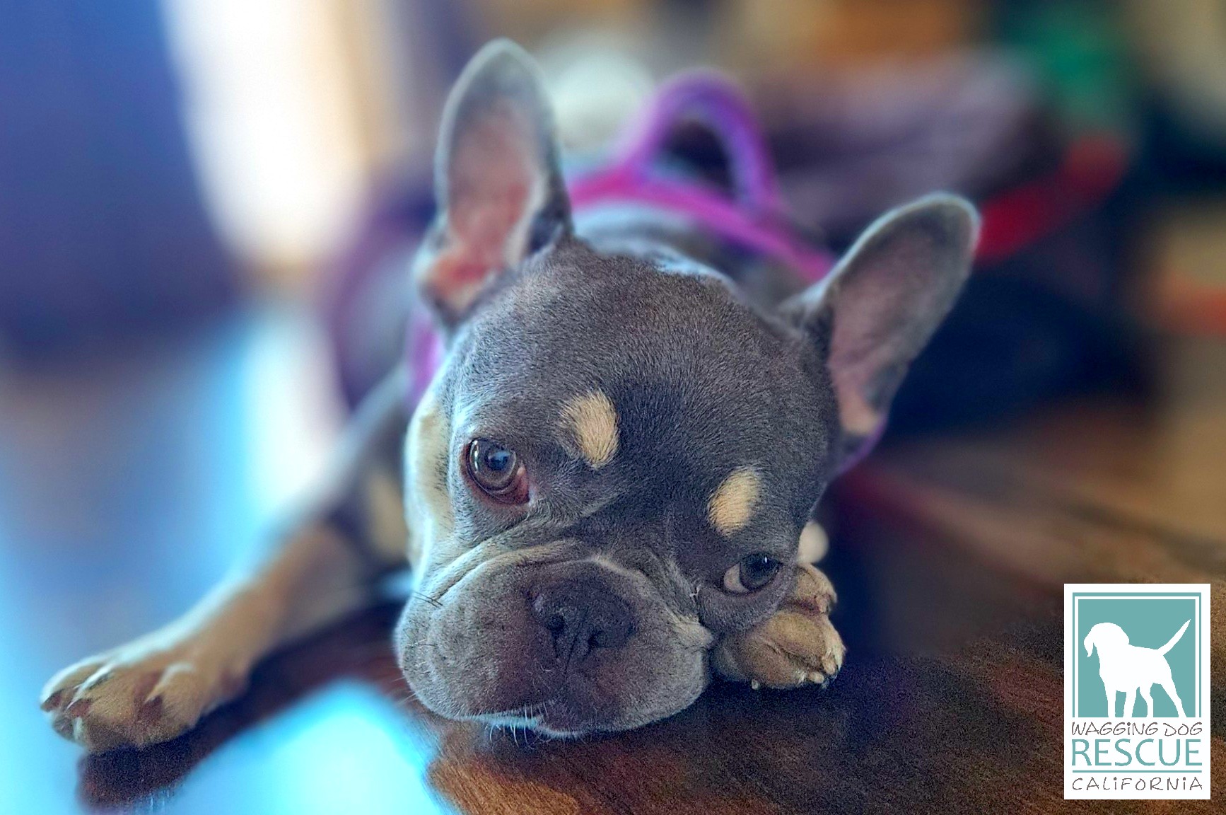 Squashy Nice, a Adoptable French Bulldog in Carlsbad, CA image 2/6