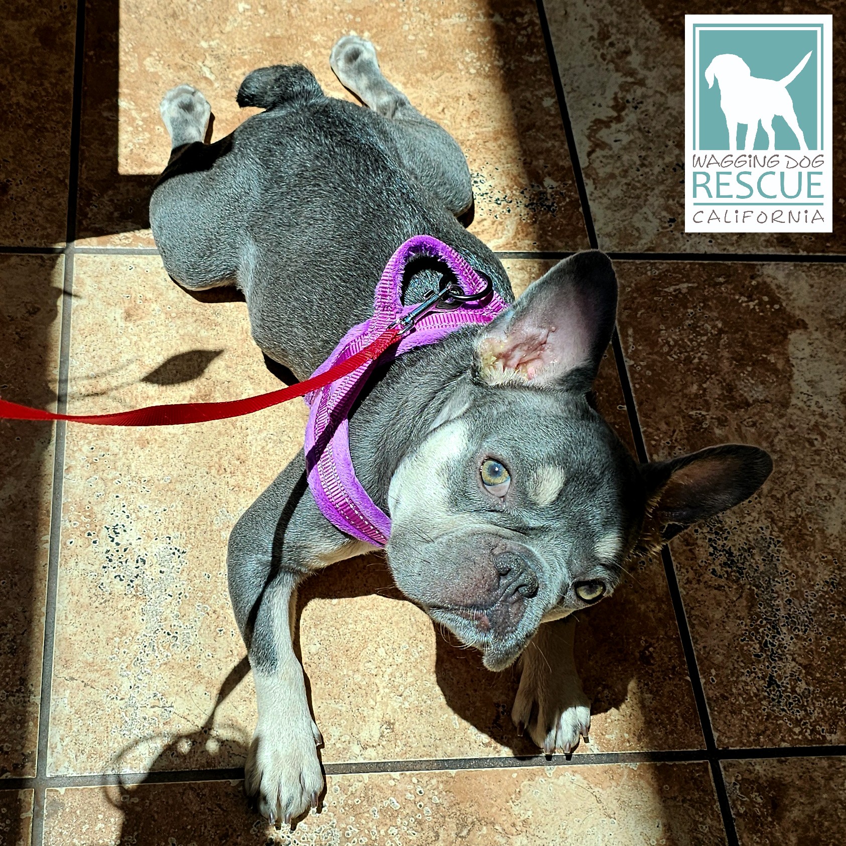 Squashy Nice, a Adoptable French Bulldog in Carlsbad, CA image 3/6