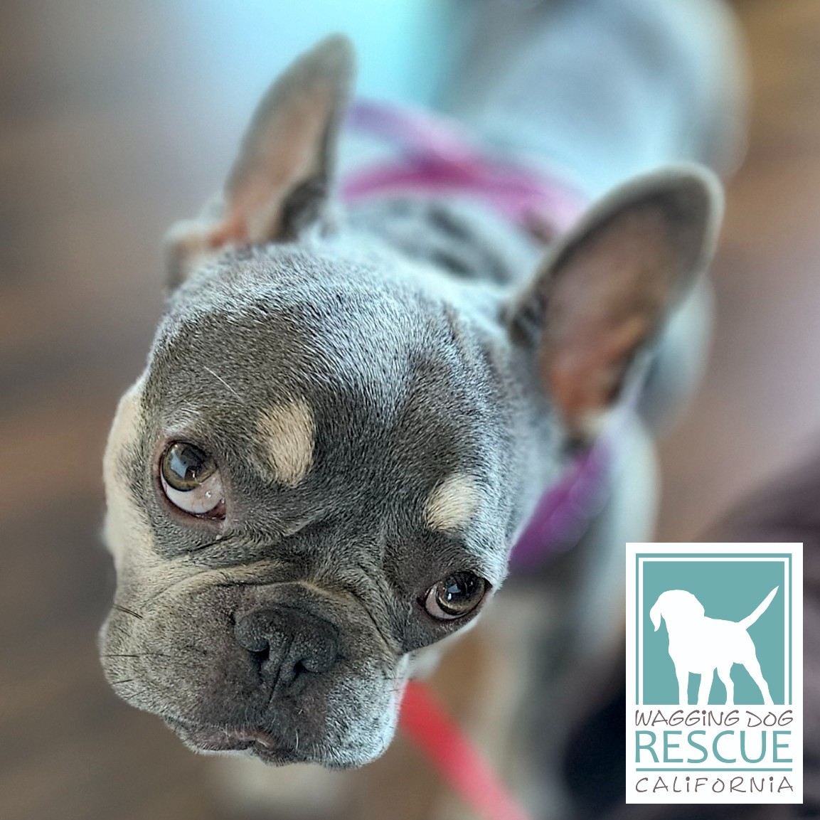 Squashy Nice, a Adoptable French Bulldog in Carlsbad, CA image 5/6
