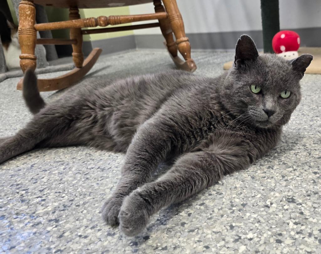 Sevrin, Adoptable, Adult Male Domestic Short Hair.