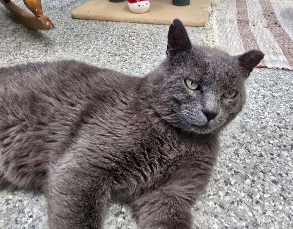 Enlarge Sevrin, a Adoptable mixed breed in Auburn, IN image 3/3