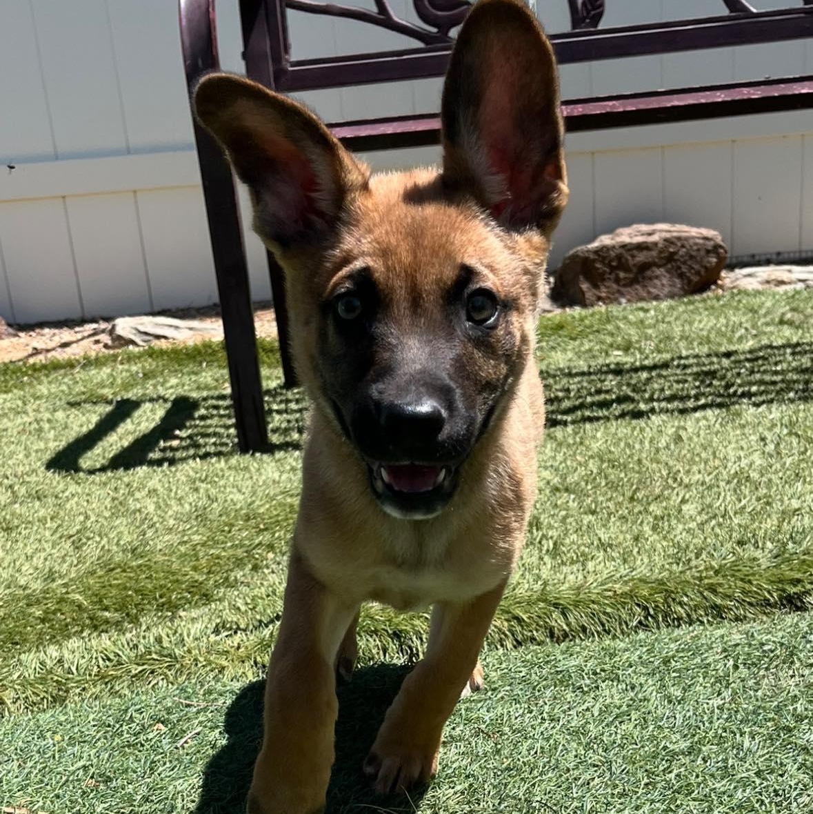 Enlarge Boomer, a ADOPTABLE mixed breed in Agua Dulce, CA image 1/6