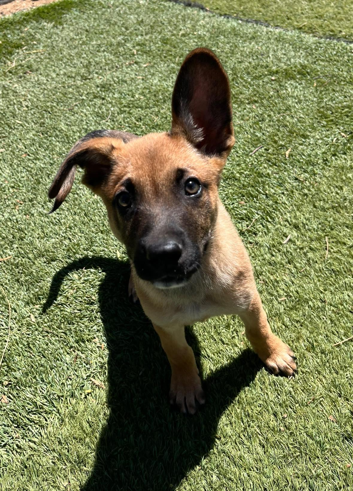 Enlarge Boomer, a ADOPTABLE mixed breed in Agua Dulce, CA image 2/6