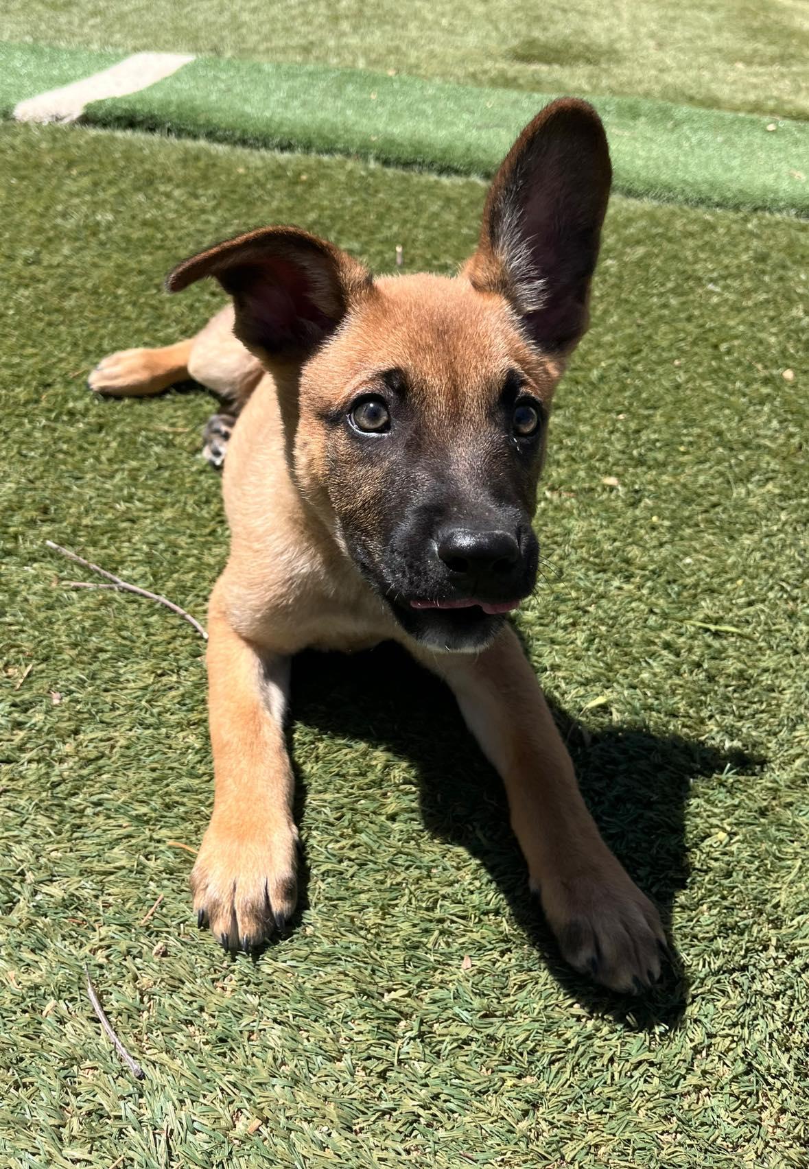 Enlarge Boomer, a ADOPTABLE mixed breed in Agua Dulce, CA image 3/6