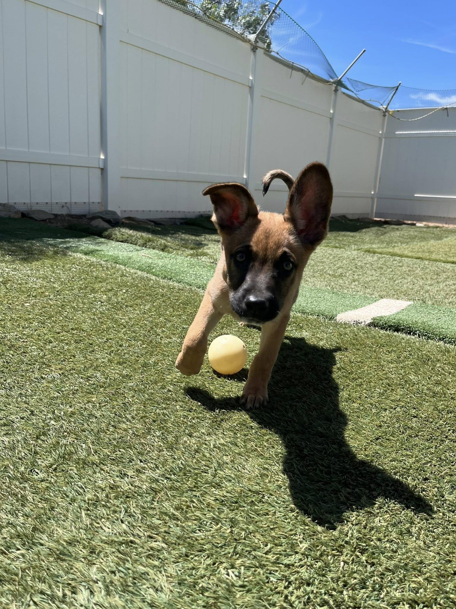 Enlarge Boomer, a ADOPTABLE mixed breed in Agua Dulce, CA image 5/6