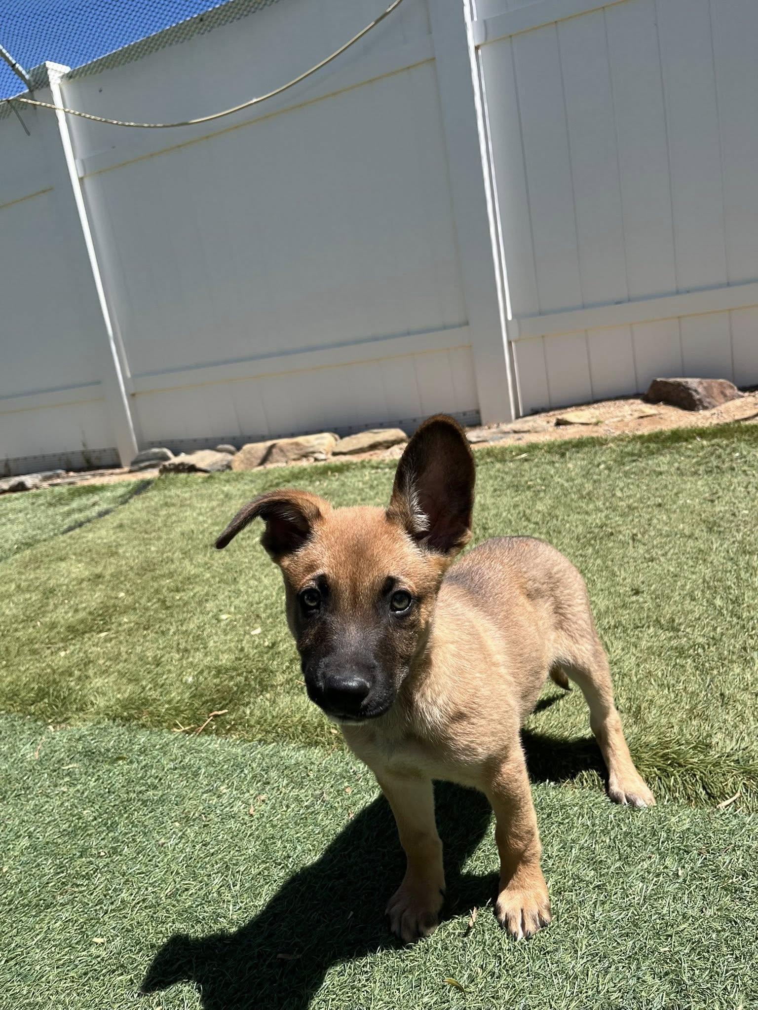 Enlarge Boomer, a ADOPTABLE mixed breed in Agua Dulce, CA image 4/6