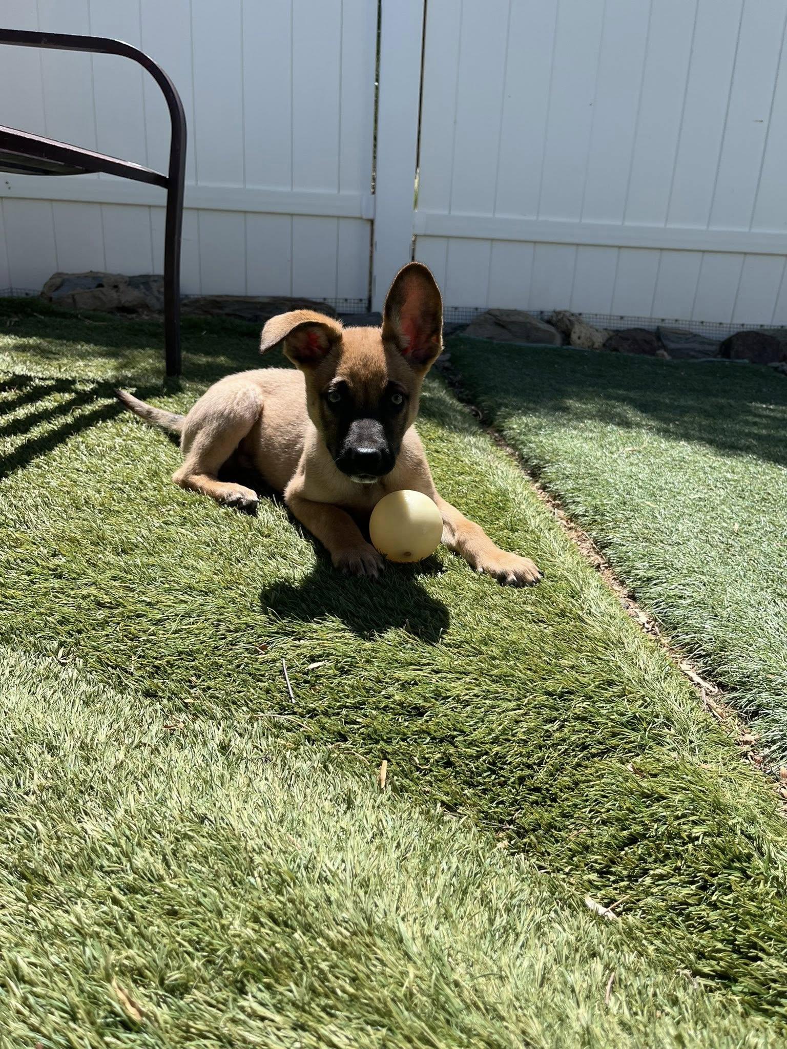 Enlarge Boomer, a ADOPTABLE mixed breed in Agua Dulce, CA image 6/6