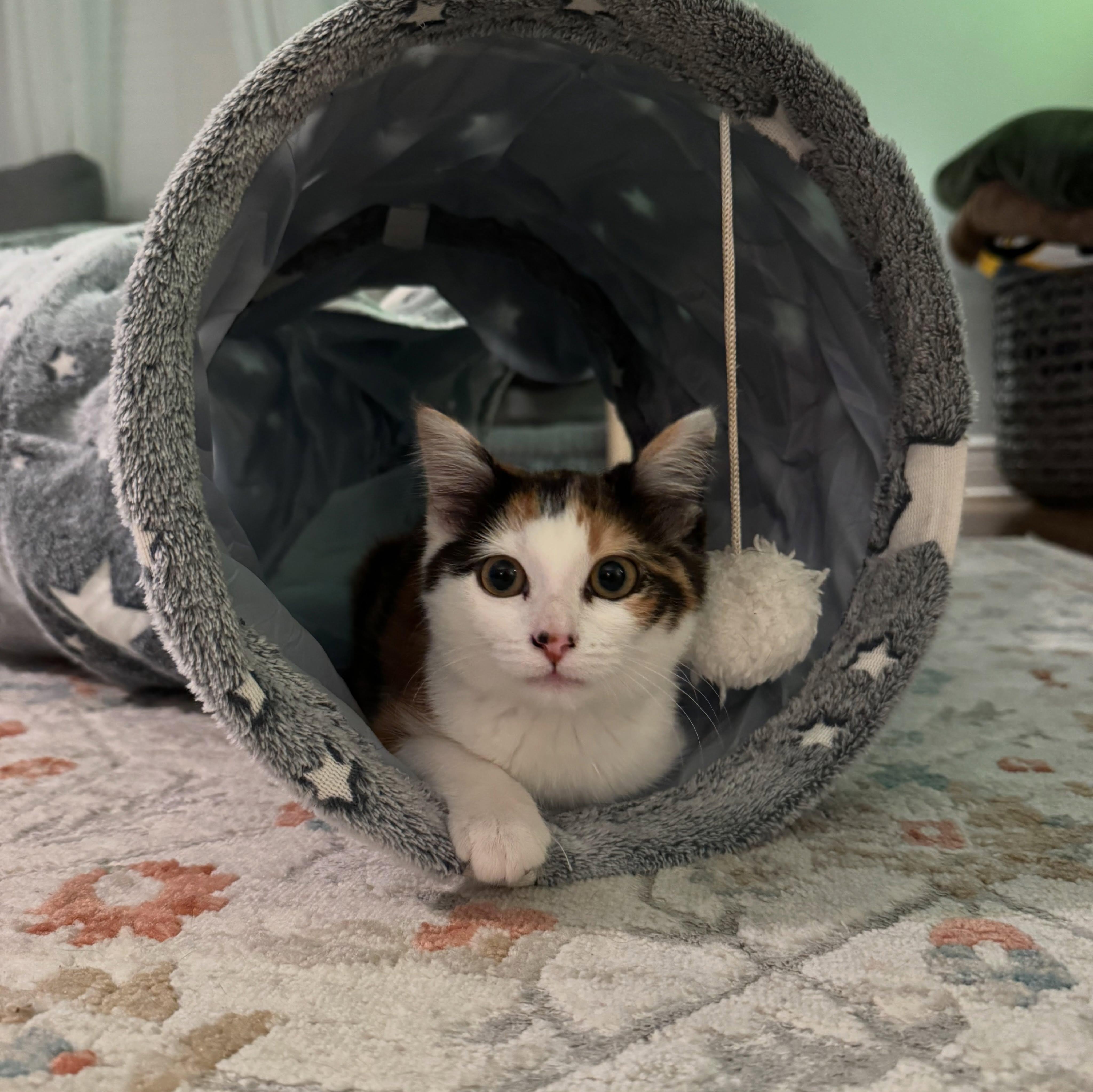 Enlarge Alma, a ADOPTABLE Domestic Short Hair in McDonald, PA image 3/4