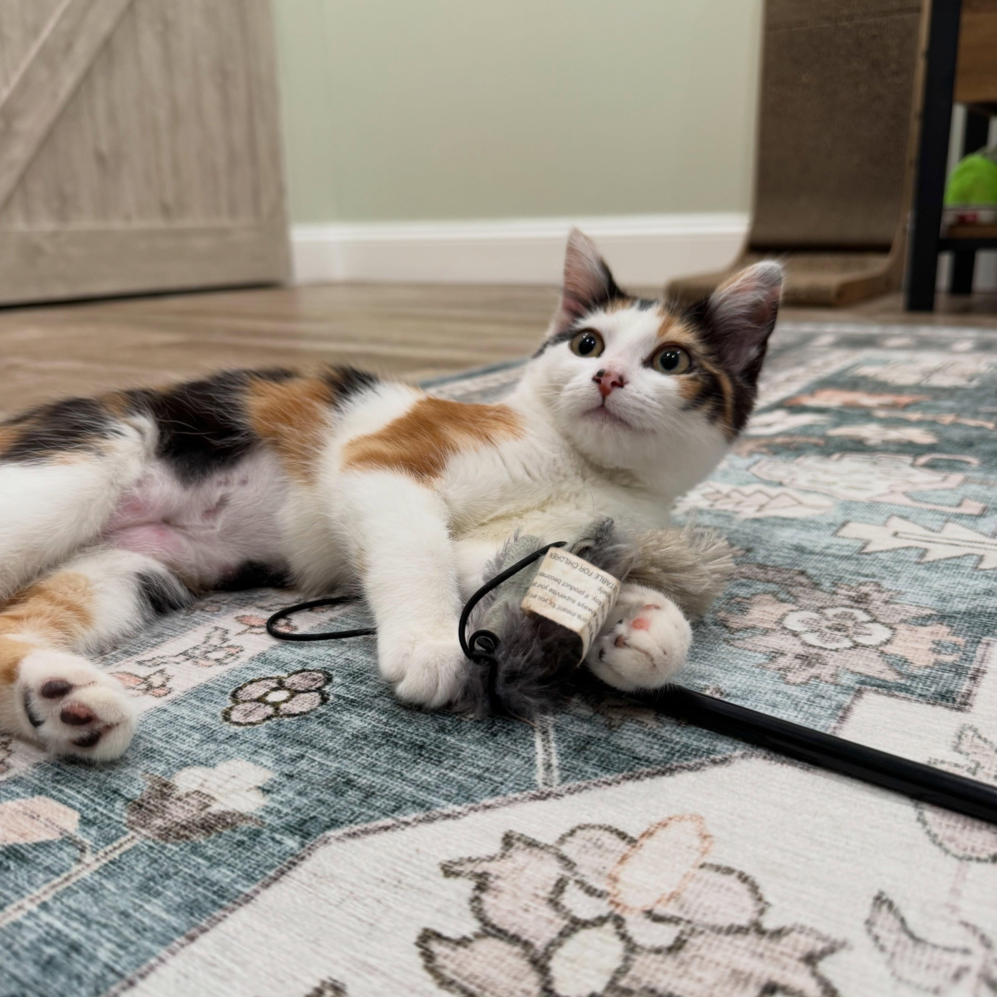 Alma, ADOPTABLE, Kitten Female Domestic Short Hair.