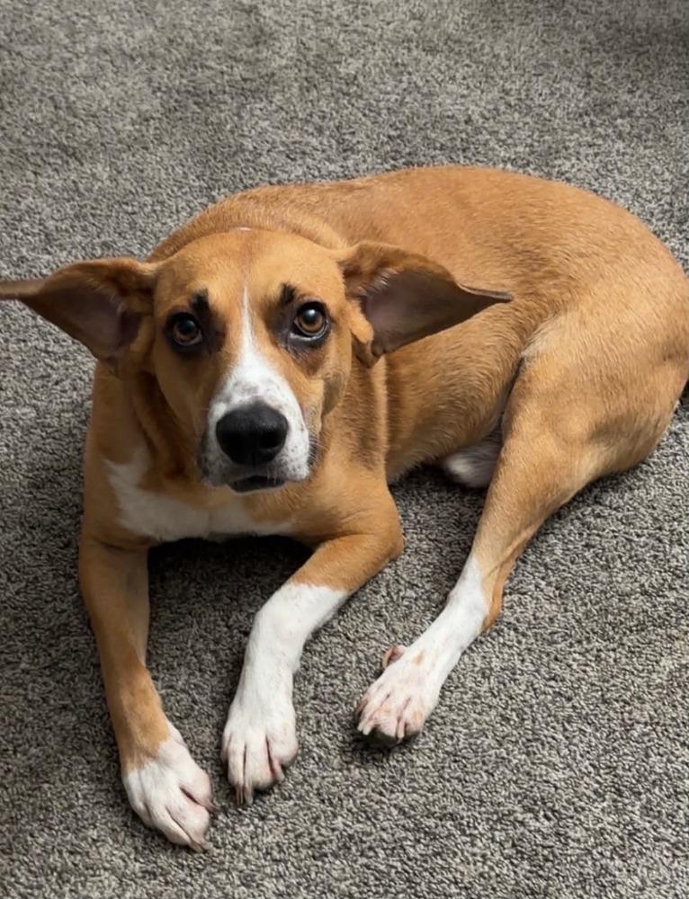Cody - fostered in Lincoln, Adoptable, Adult Male Beagle.