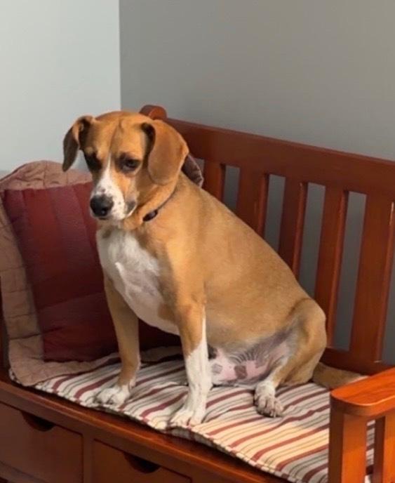 Enlarge Cody - fostered in Lincoln, a Adoptable mixed breed in Shawnee Mission, KS image 2/5