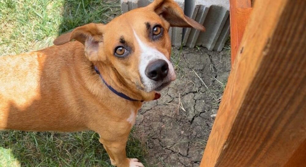 Enlarge Cody - fostered in Lincoln, a Adoptable mixed breed in Shawnee Mission, KS image 3/5
