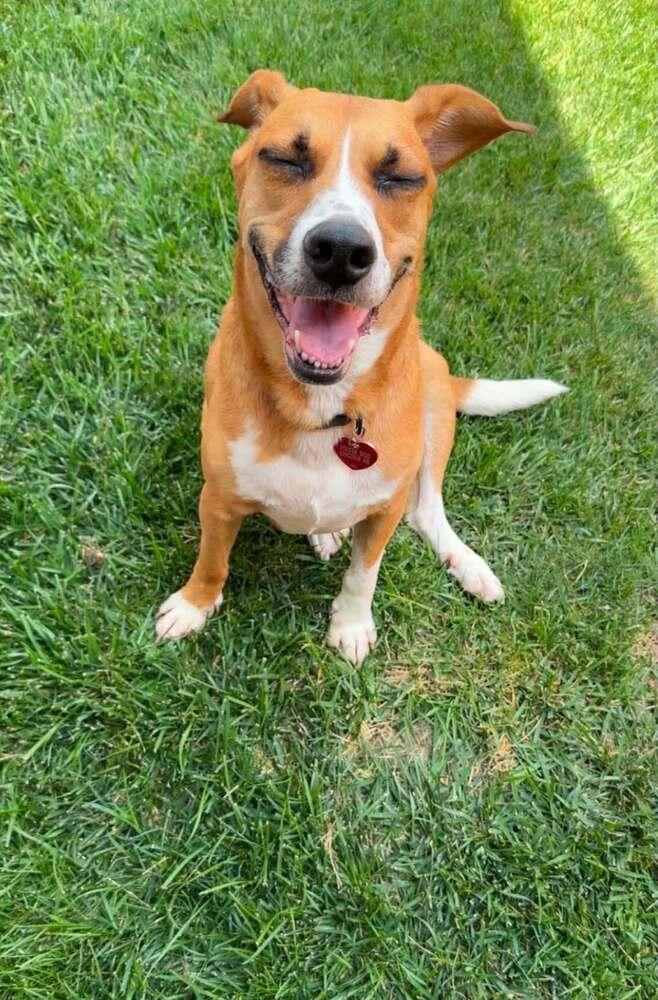Enlarge Cody - fostered in Lincoln, a Adoptable mixed breed in Shawnee Mission, KS image 4/5